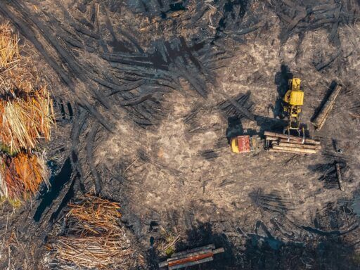 Imagen aérea que muestra maquinaria industrial cargando troncos en un área deforestada, representando el impacto ambiental asociado a la producción de aceite de palma.
