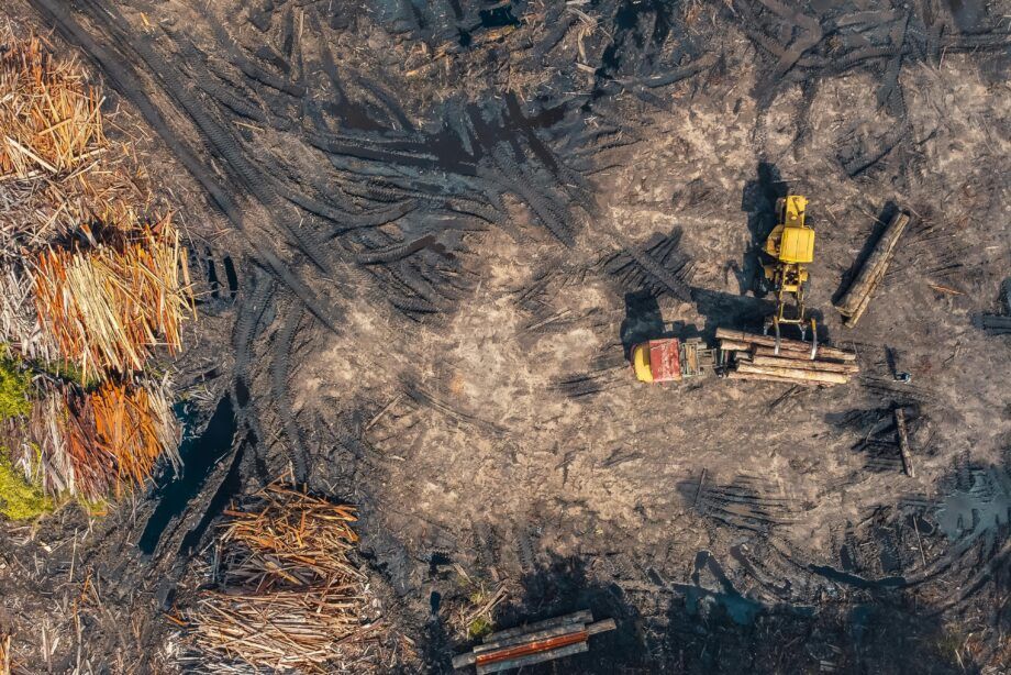 Imagen aérea que muestra maquinaria industrial cargando troncos en un área deforestada, representando el impacto ambiental asociado a la producción de aceite de palma.