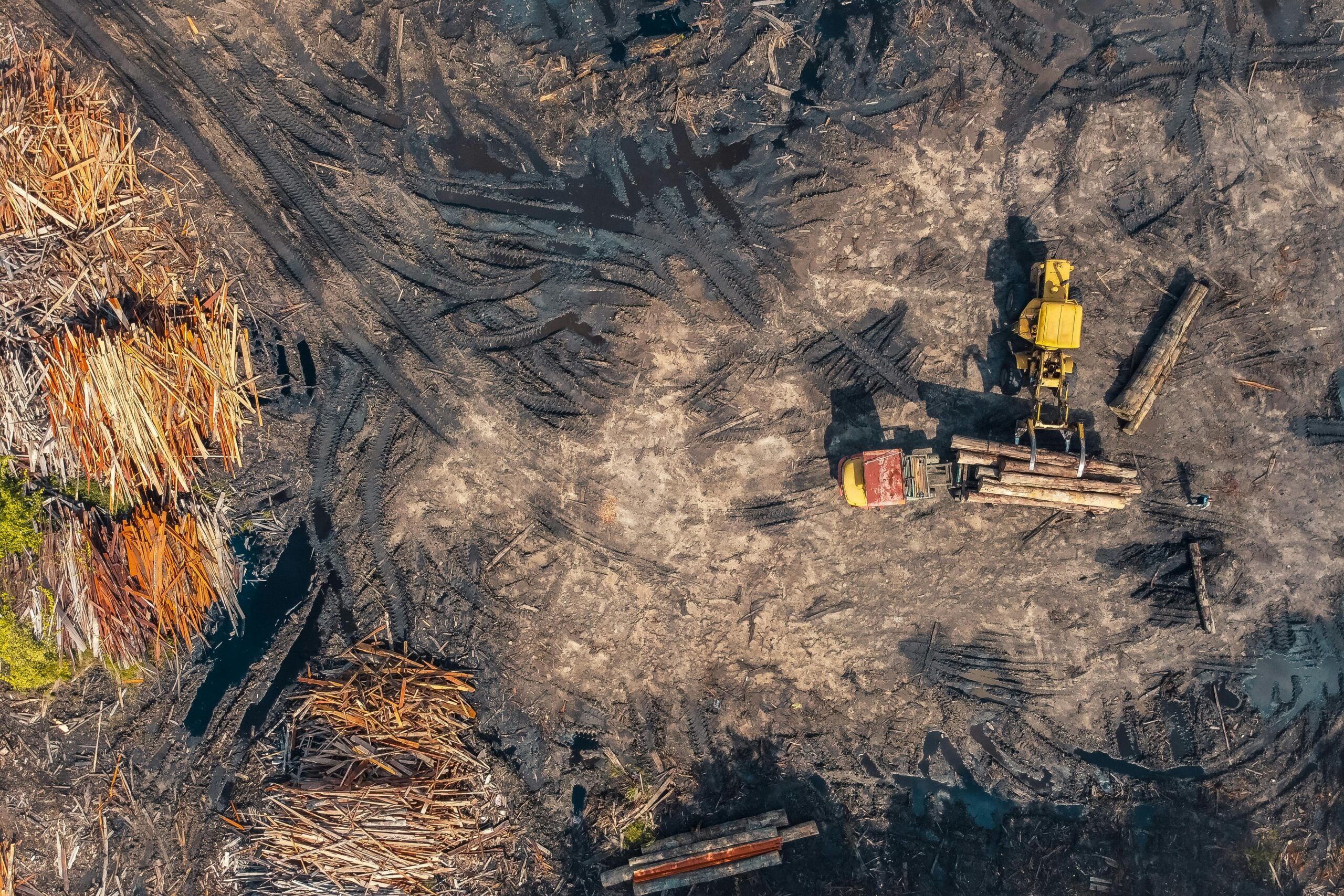 Imagen aérea que muestra maquinaria industrial cargando troncos en un área deforestada, representando el impacto ambiental asociado a la producción de aceite de palma.
