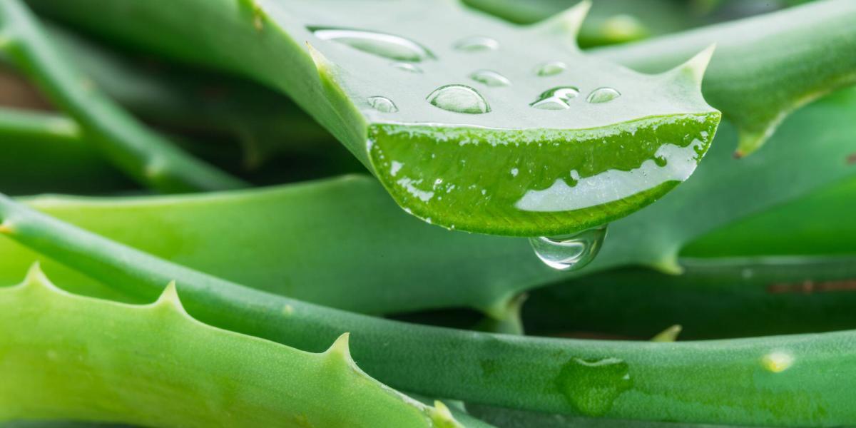 ¿Cómo regenerar tu piel de manera natural?