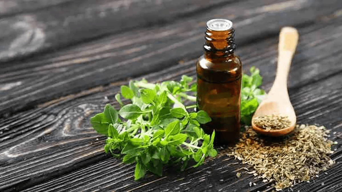 Aceite de Orégano: Un Aliado Natural Contra Bacterias, Hongos, Parásitos y Virus