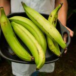 Los Beneficios de los Plátanos Verdes para la Salud Intestinal