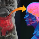 Cómo Cuidar tu Intestino: Guía Práctica para una Salud Digestiva Óptima