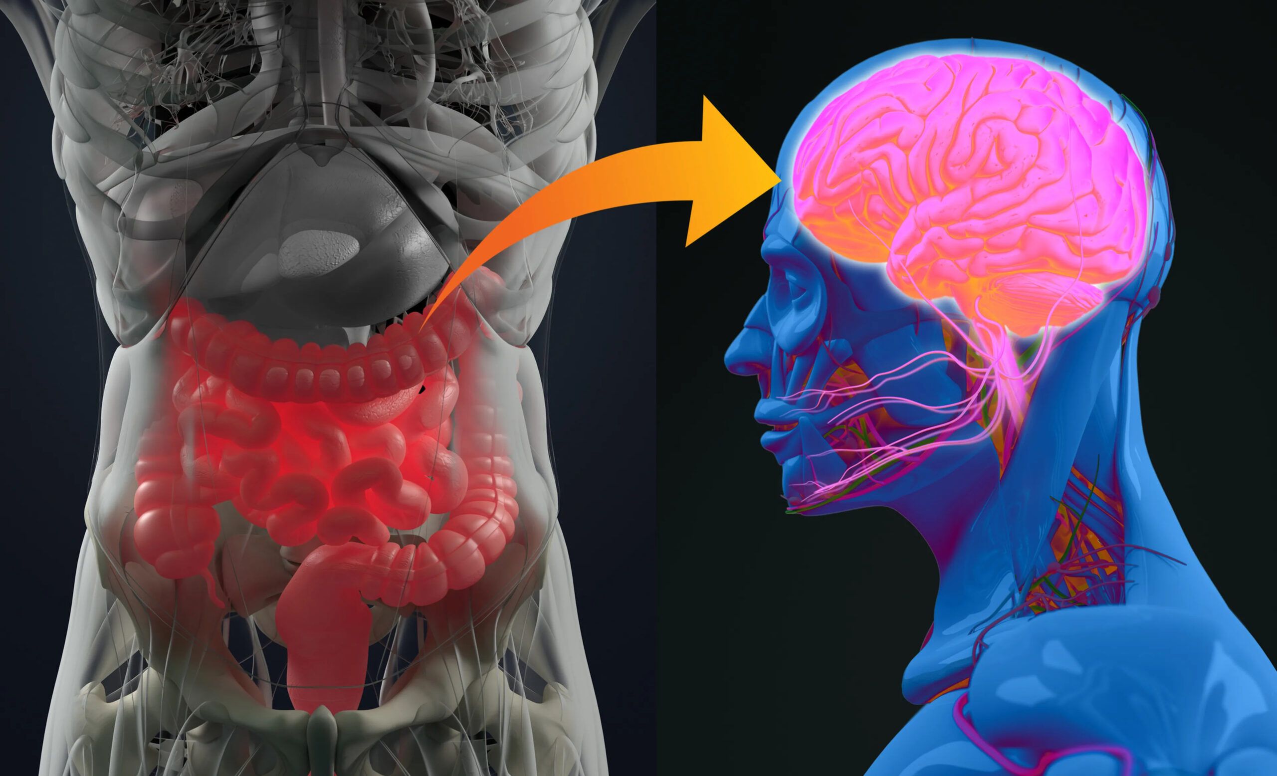 Cómo Cuidar tu Intestino: Guía Práctica para una Salud Digestiva Óptima