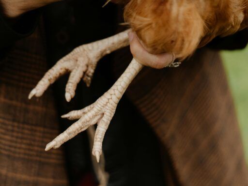 Mano sosteniendo patas de pollo crudas, destacando su textura y valor nutricional como fuente de colágeno y proteínas.