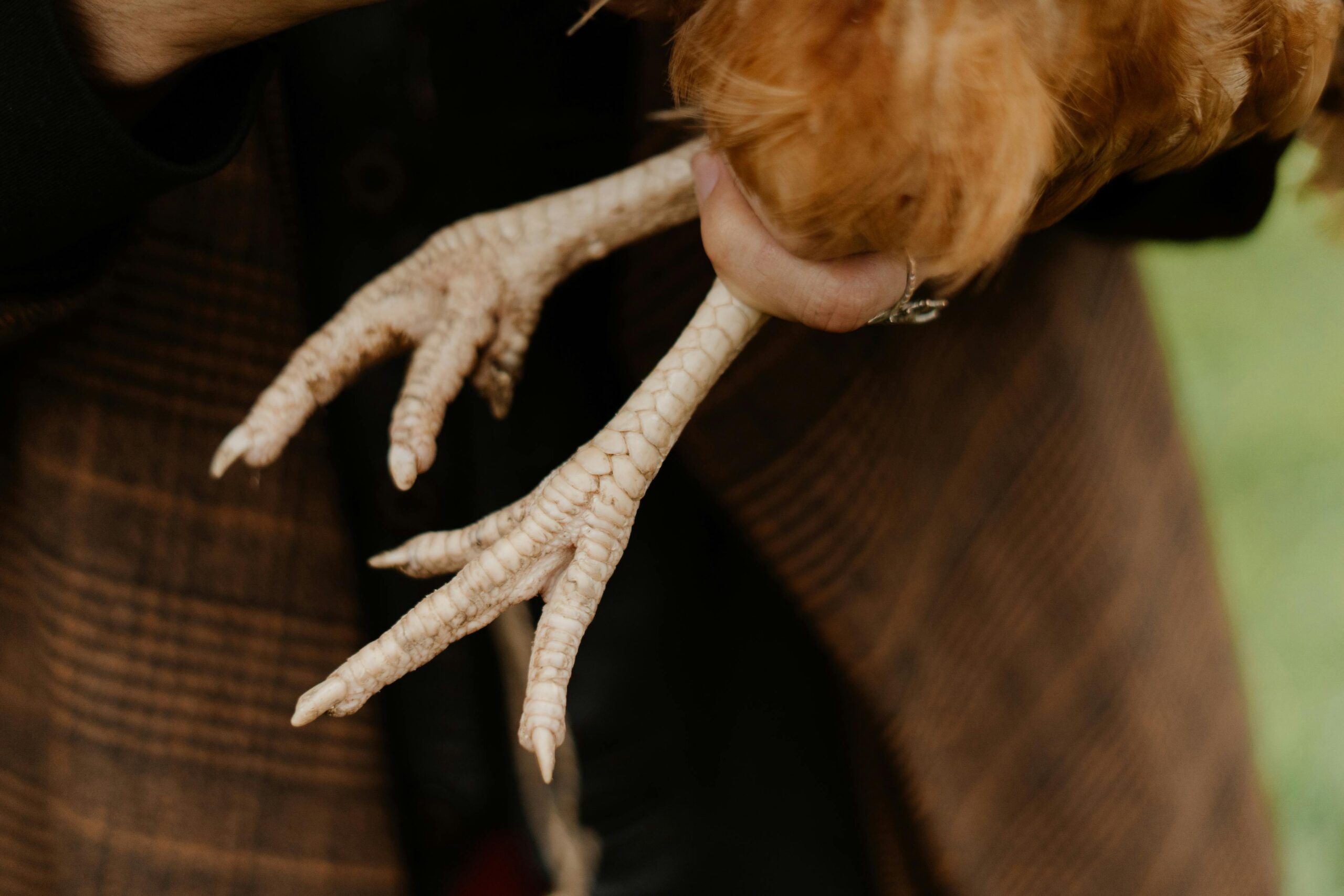 Mano sosteniendo patas de pollo crudas, destacando su textura y valor nutricional como fuente de colágeno y proteínas.