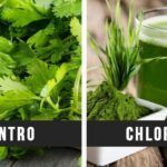 Shots de Chlorella y Cilantro: Tu Aliado Natural para Desintoxicar el Organismo de Metales Pesados