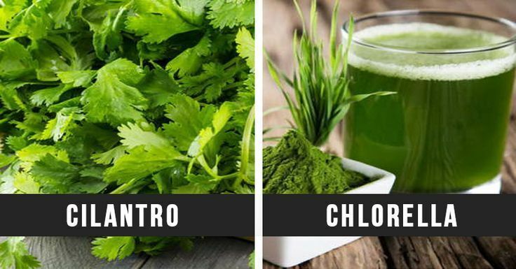 Shots de Chlorella y Cilantro: Tu Aliado Natural para Desintoxicar el Organismo de Metales Pesados