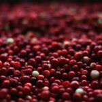 Arándanos rojos frescos, fruta natural rica en proantocianidinas que ayuda a prevenir y aliviar la cistitis.