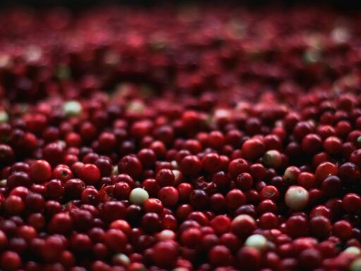Arándanos rojos frescos, fruta natural rica en proantocianidinas que ayuda a prevenir y aliviar la cistitis.