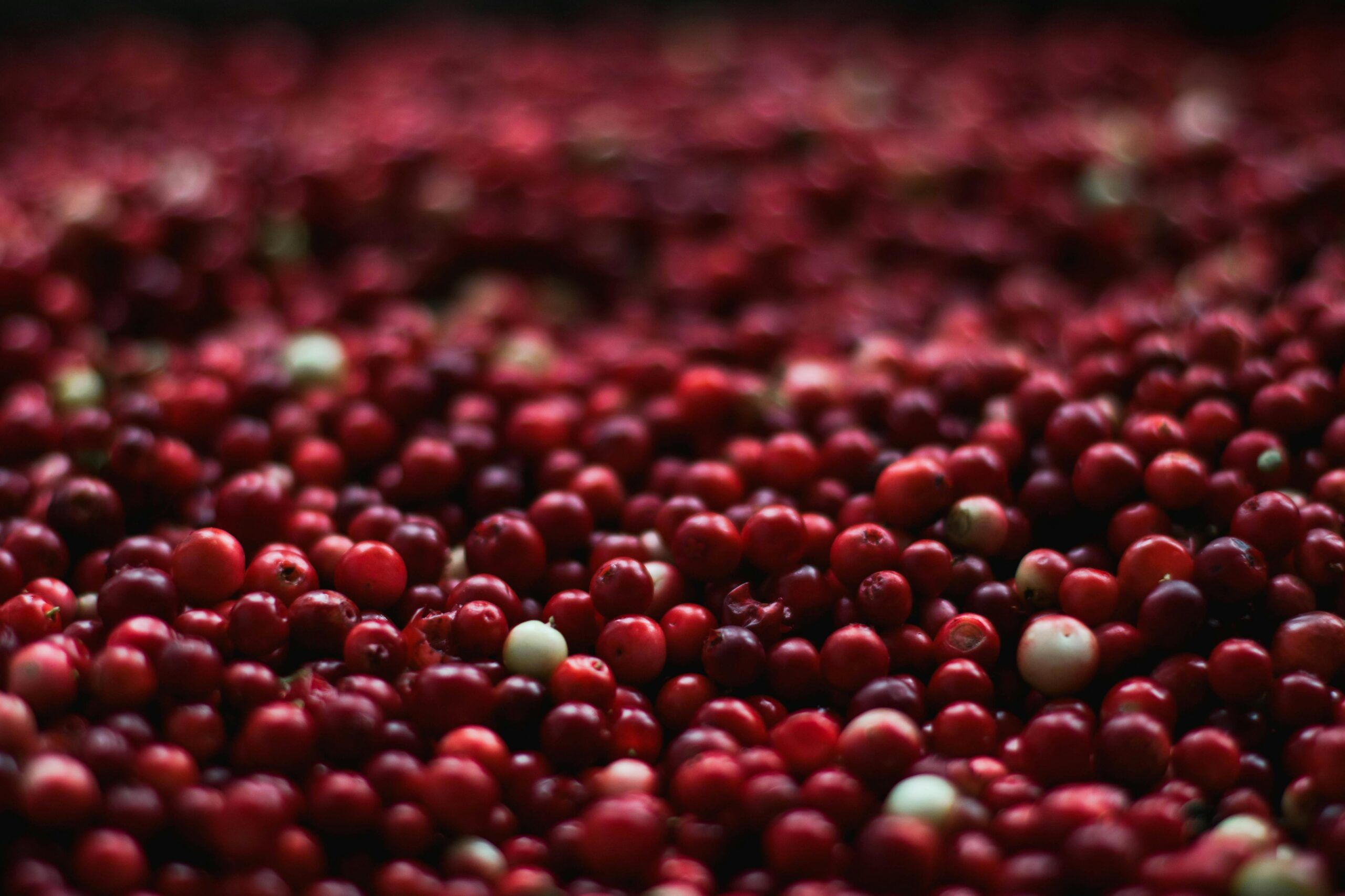 Arándanos rojos frescos, fruta natural rica en proantocianidinas que ayuda a prevenir y aliviar la cistitis.