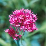 Primer plano de una flor de valeriana rosa, conocida por sus beneficios para el sueño y la relajación.