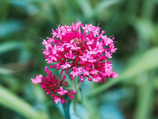 Primer plano de una flor de valeriana rosa, conocida por sus beneficios para el sueño y la relajación.