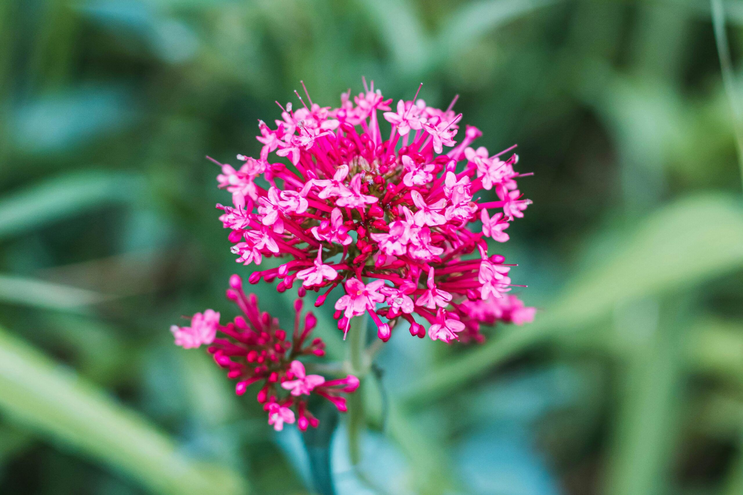Primer plano de una flor de valeriana rosa, conocida por sus beneficios para el sueño y la relajación.