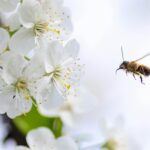 Abeja en vuelo acercándose a flores blancas, capturada en primer plano, con fondo claro.