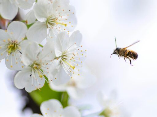 Abeja en vuelo acercándose a flores blancas, capturada en primer plano, con fondo claro.