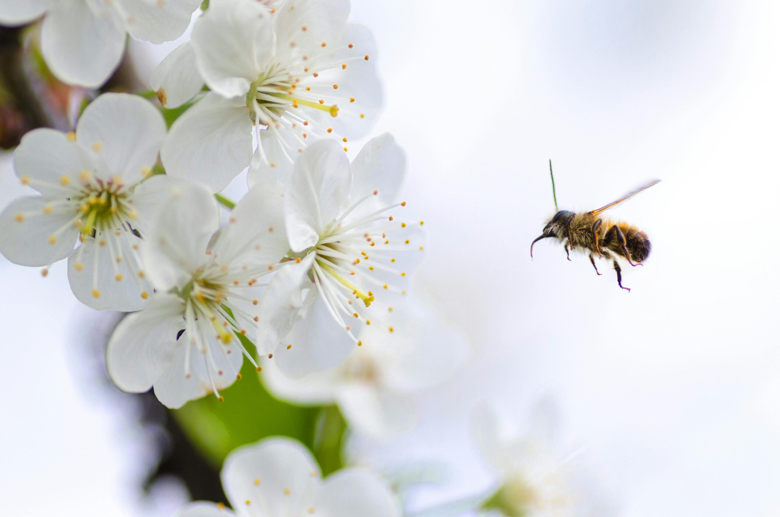 Abeja en vuelo acercándose a flores blancas, capturada en primer plano, con fondo claro.