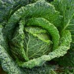 Repollo verde fresco utilizado para preparar jugo de repollo y orégano según un protocolo popular de salud natural.