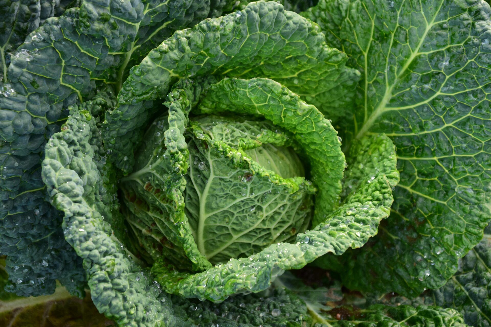 Repollo verde fresco utilizado para preparar jugo de repollo y orégano según un protocolo popular de salud natural.