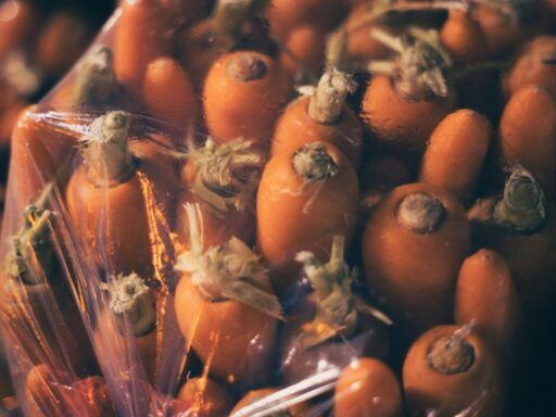Zanahorias frescas de color naranja, algunas dentro de una bolsa de plástico.