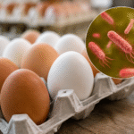 Cartón con huevos blancos y marrones junto a una representación microscópica de bacterias Salmonella.