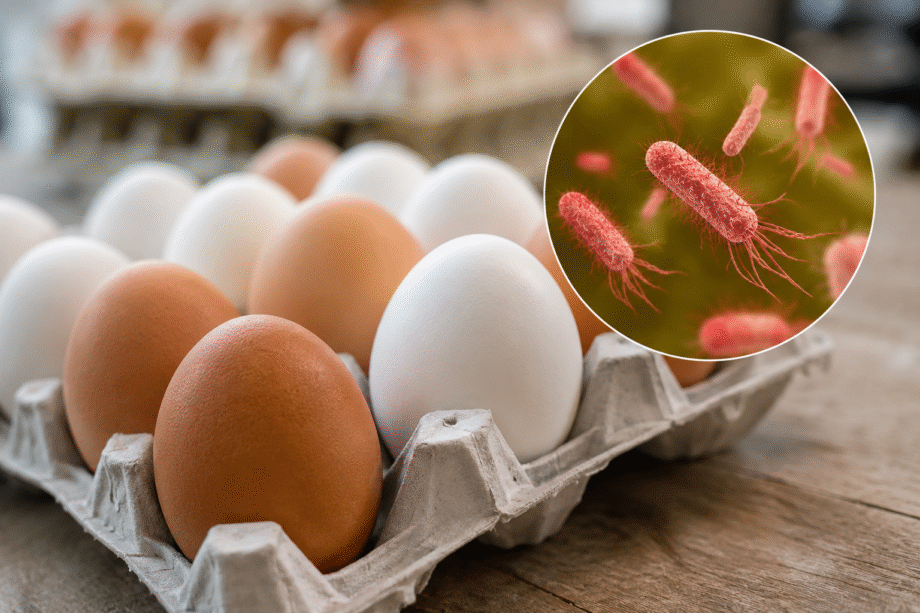 Cartón con huevos blancos y marrones junto a una representación microscópica de bacterias Salmonella.
